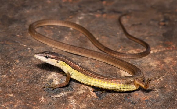 Increase traffic to your website reptile with long tail